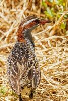 Buff-banded Rail in Australasia photo
