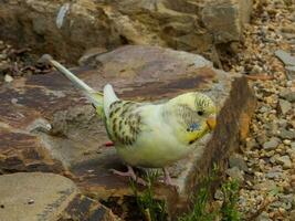 Budgerigar Parrot in Australia photo