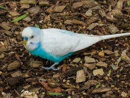 Budgerigar Parrot in Australia photo