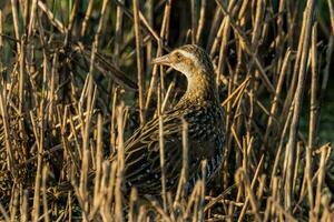 Buff-banded Rail in Australasia photo