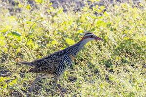 Buff-banded Rail in Australasia photo