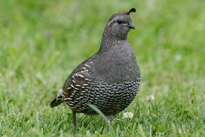 California Quail in Australasia photo