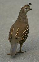 California Quail in Australasia photo