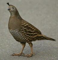 California Quail in Australasia photo