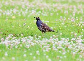 California Quail in Australasia photo