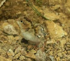 California Quail in Australasia photo