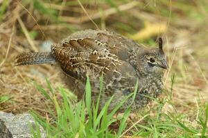 California Quail in Australasia photo