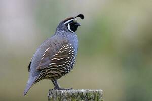 California Quail in Australasia photo