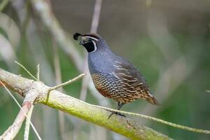 California Quail in Australasia photo