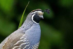 California Quail in Australasia photo