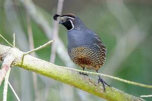 California Quail in Australasia photo