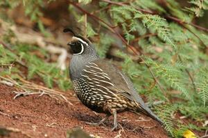 California Quail in Australasia photo