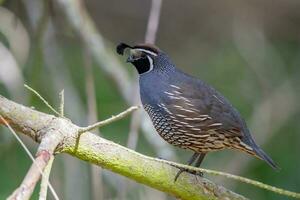 California Quail in Australasia photo