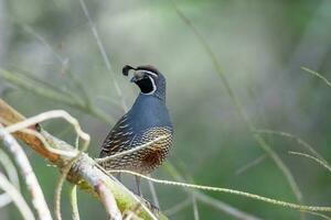 California Quail in Australasia photo