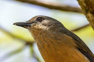 Bower's Shrike Thrush photo