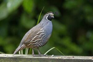 California Quail in Australasia photo