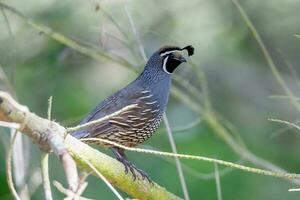 California Quail in Australasia photo