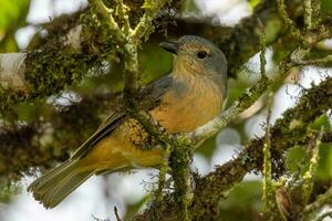 Bower's Shrike Thrush photo