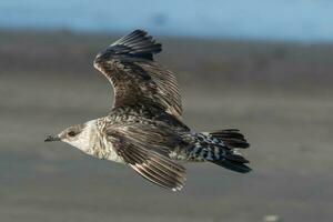 Arctic Skua in Australasia photo