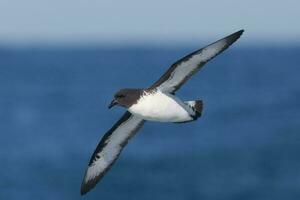 Cape Petrel in Australasia photo