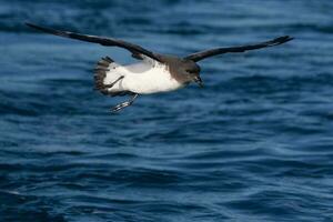 capa petrel en australasia foto