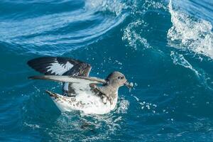 Cape Petrel in Australasia photo