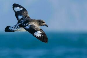 Cape Petrel in Australasia photo