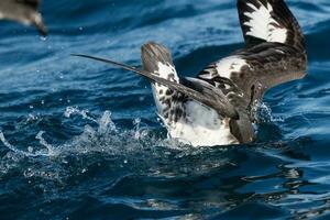 Cape Petrel in Australasia photo