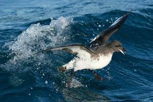 Cape Petrel in Australasia photo