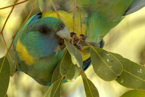 cloncurry ringneck loro foto