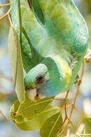 Cloncurry Ringneck Parrot photo