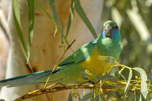 Cloncurry Ringneck Parrot photo