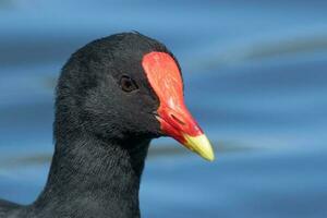 Common Moorhen in England photo