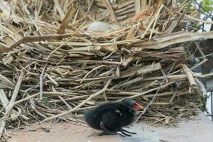 Common Moorhen in England photo