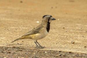 Crested Bellbird in Australia photo