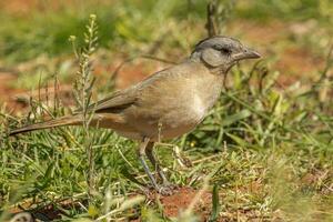 Crested Bellbird in Australia photo