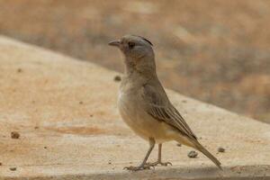 Crested Bellbird in Australia photo