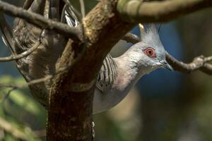 Crested Pigeon in Australia photo