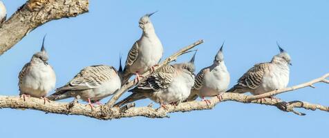 Crested Pigeon in Australia photo