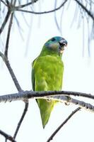 de dos ojos higo loro foto