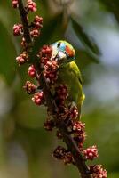 Double-eyed Fig Parrot photo