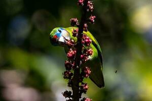 Double-eyed Fig Parrot photo