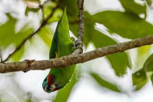 Double-eyed Fig Parrot photo