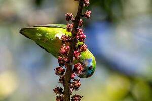 de dos ojos higo loro foto