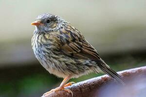 Dunnock Hedge Sparrow photo