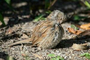 Dunnock cobertura gorrión foto