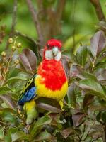 Eastern Rosella in Australasia photo