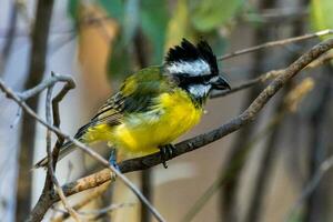 Eastern Shrike-tit in Australia photo