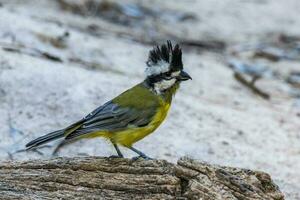 Eastern Shrike-tit in Australia photo