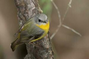 Eastern Yellow Robin photo